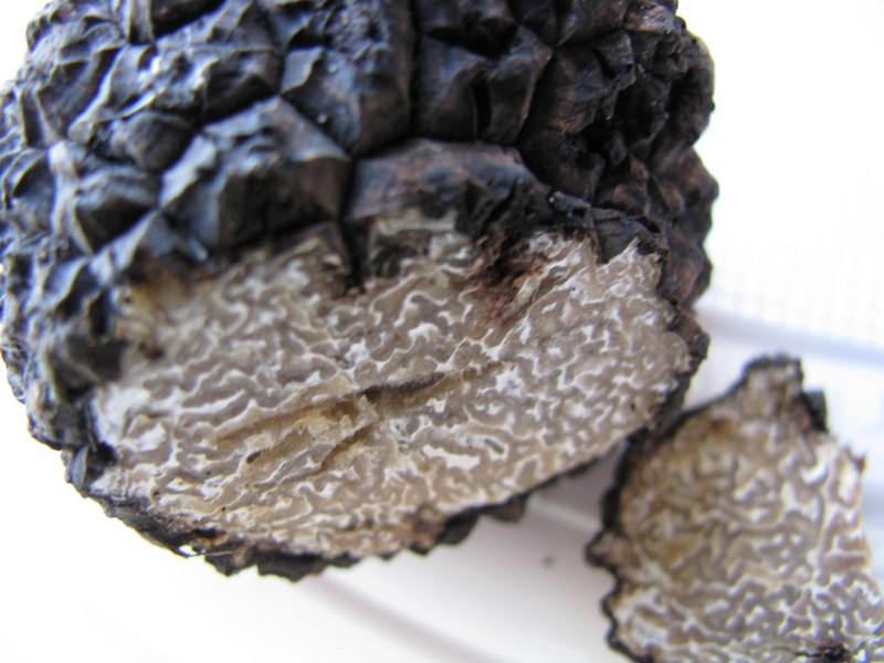 funghi  da idedntificare 3